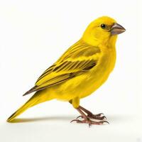 Yellow canary bird isolated photo