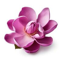 magnolia flor aislado foto