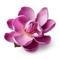 Magnolia flower isolated photo