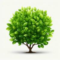 Green bush isolated photo