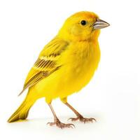 Yellow canary bird isolated photo