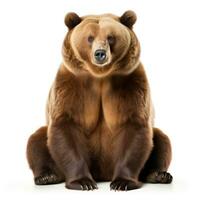 oso marrón en blanco foto
