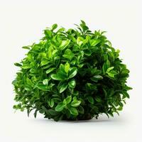 Green bush isolated photo