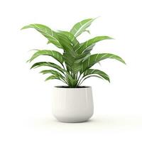 Home plant in pot isolated photo