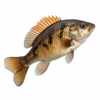 Vivid fish isolated photo