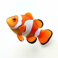 An orange and white clown fish isolated photo