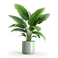 Home plant in pot isolated photo