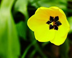 Bright yellow tulip blossoms photo