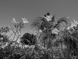 teneriffe island in spain photo