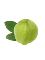 guava tropisk frukt. transparent bakgrund png