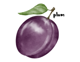 plum fruit   watercolor illustration isolated element png