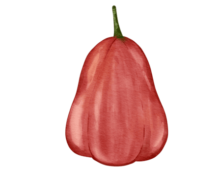 rosa maçã fruta aguarela ilustração isolado elemento png