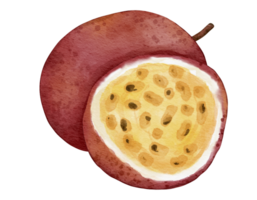 passionsfrukt frukt vattenfärg illustration isolerat element png