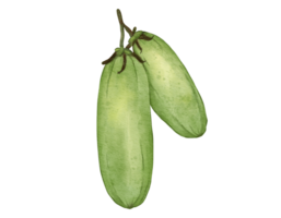 averrhoa frutta composizione acquerello illustrazione isolato elemento png