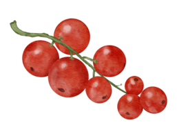 rosso ribes frutta acquerello illustrazione isolato elemento png