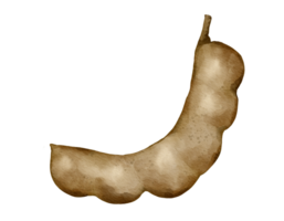 Tamarindo Fruta acuarela ilustración aislado elemento png