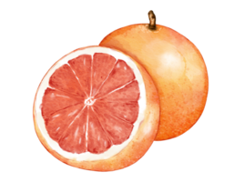 grapefruit fruit composition  watercolor illustration isolated element png