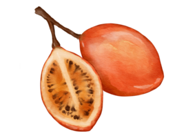 tamarillo fruit   watercolor illustration isolated element png