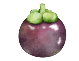 Mangostan Obst Aquarell Illustration isoliert Element png