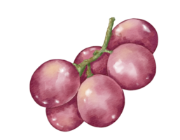 uvas fruta composição aguarela ilustração isolado elemento png