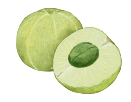 amla fruta composição aguarela ilustração isolado elemento png