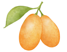 kumquat fruit   watercolor illustration isolated element png