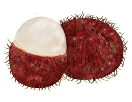 rambutan fruit   watercolor illustration isolated element png