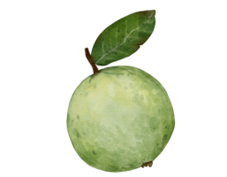 guava fruit   watercolor illustration isolated element png