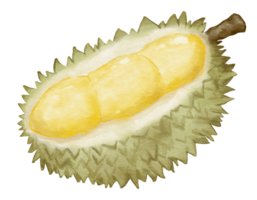 durian fruit composition watercolor illustration isolated element png