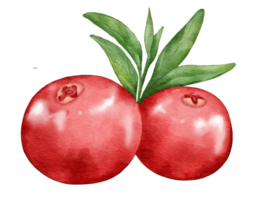 Cranberry Obst Komposition Aquarell Illustration isoliert Element png