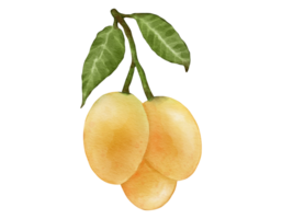 marian prune fruit aquarelle illustration isolé élément png