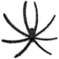 Halloween black spider isolated on transparent background png