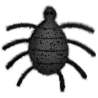 Halloween black spider isolated on transparent background png