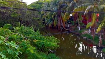 laguna de agua dulce de río tropical hermosa verde en puerto escondido méxico. video