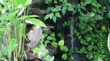 cascata nel il giardino di tropicale impianti. naturale sfondo per design. video