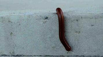 A red millipede that is walking along the cement floor video