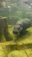 A hippopotamus is swimming around in the water. video