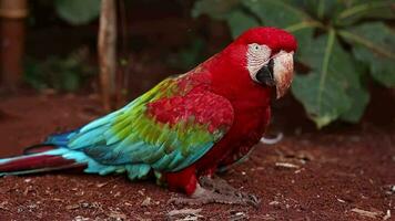 adulto vermelho e verde arara video