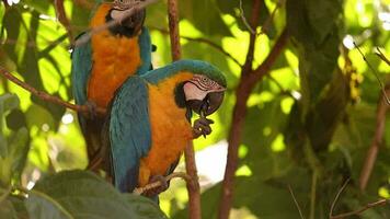 guacamayo azul y amarillo adulto video