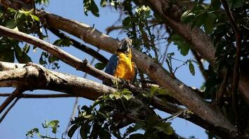 Adult Blue-and-yellow Macaw video