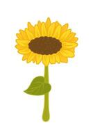 girasol dibujos animados ilustración aislado en blanco vector