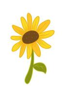 Sunflower Cartoon Illustration Isolated In White vector