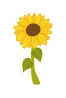 girasol dibujos animados ilustración aislado en blanco vector