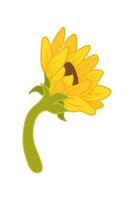 girasol dibujos animados ilustración aislado en blanco vector