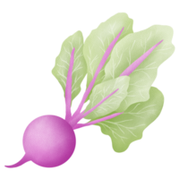 Hand drawn beetroot drawing png