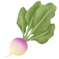 Hand drawn turnip drawing png