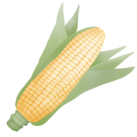 Hand drawn corn drawing png