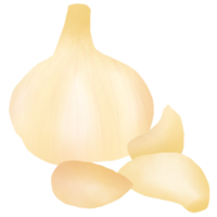 Hand drawn garlic drawing png