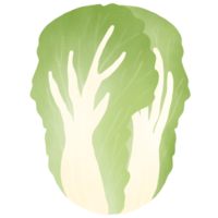 Hand drawn chinese cabbage drawing png
