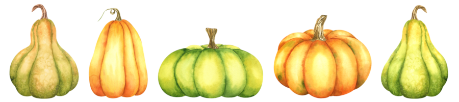 Set of orange and green pumpkins and leaves. Farm organic autumn vegetables. Autumn decoration. Isolated. Watercolor illustration. It is perfect for thanksgiving and halloween cards or posters png